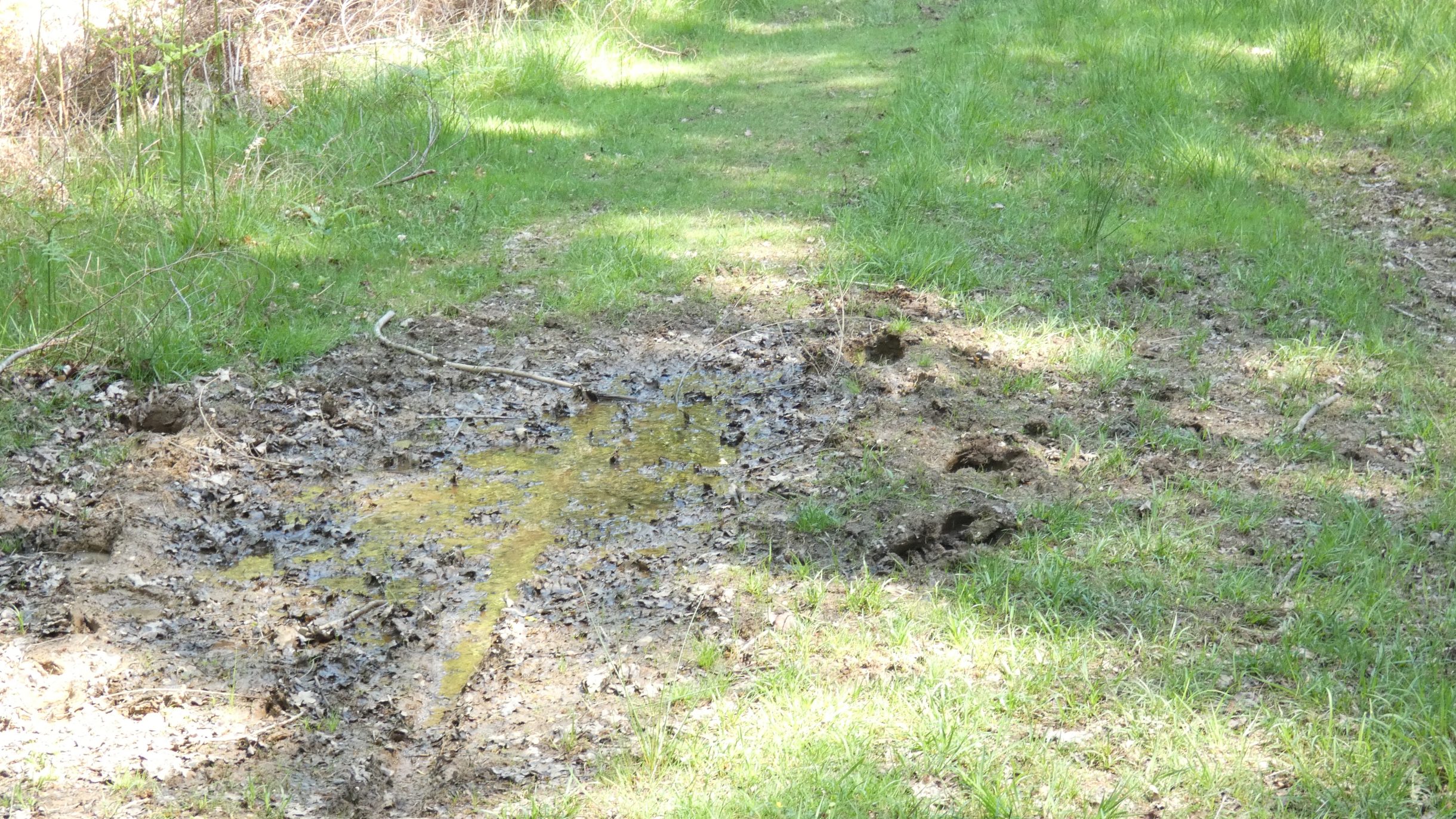 Muddy field path