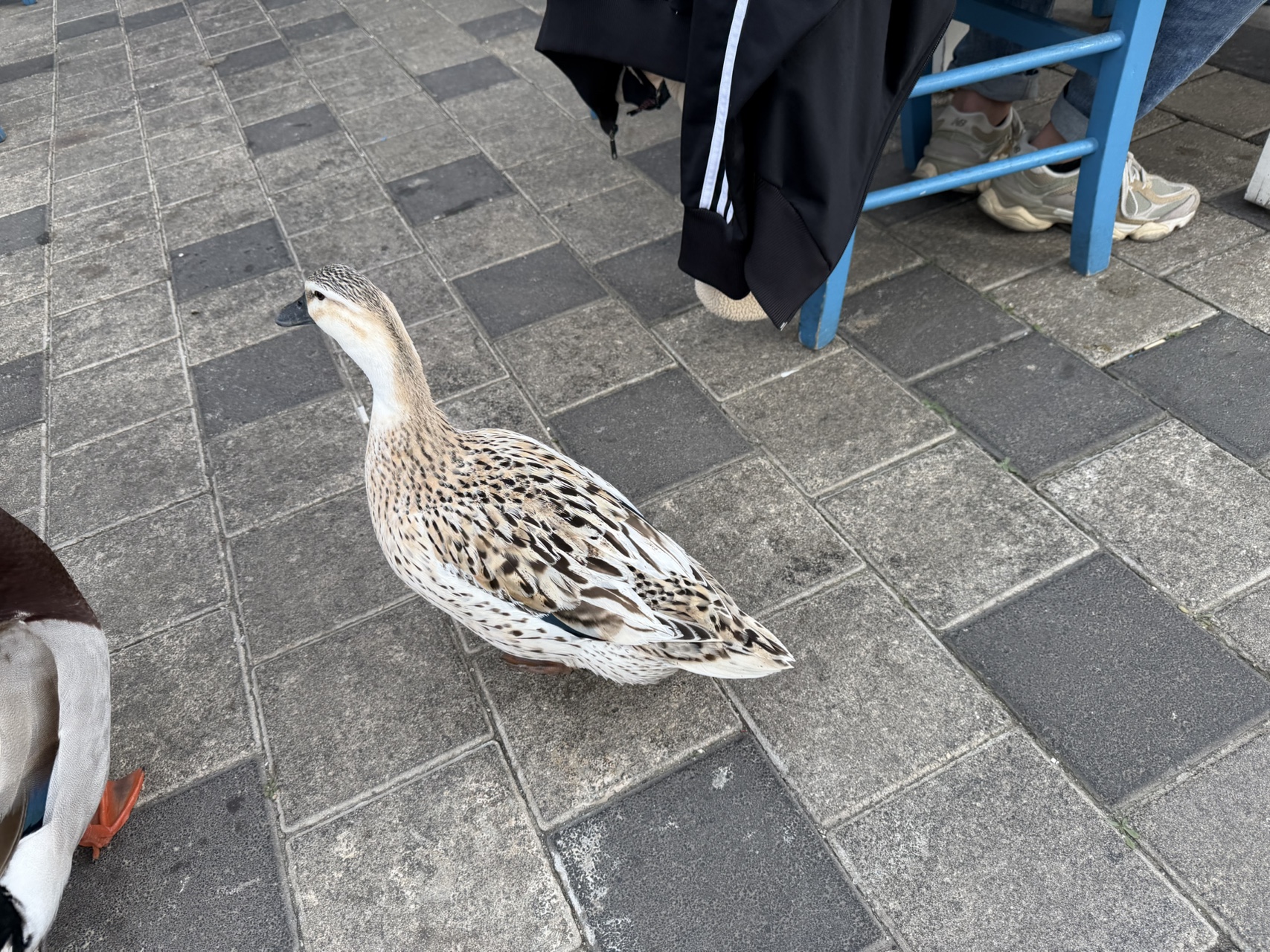 A duck on the cobblestones